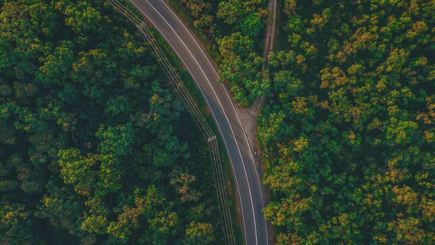 Scenic Colorado winding road through dense green forest